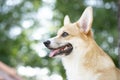 Close up corgi dog in the garden outdoor