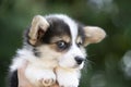 Corgi puppy baby dog in hand in summer sunny day