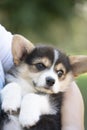 Corgi puppy dog held in arms  in summer sunny day Royalty Free Stock Photo