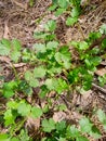 Close up of the Coriander leafs.Green leafs. Royalty Free Stock Photo