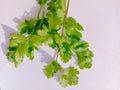 Close up of the Coriander leafs.Green leafs. Royalty Free Stock Photo