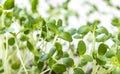 Close-up of Coriander, radish or mustard microgreens. Growing microgreen sprouts close up view. Germination of seeds at home.