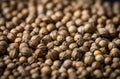 Close up of coriander seeds, suitable as background image. Spicery background. Seeds of coriander can sprout for microgreen Royalty Free Stock Photo