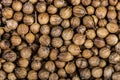 Close up of coriander seeds, suitable as background image. Spicery background. Seeds of coriander can sprout for microgreen Royalty Free Stock Photo