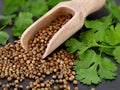 close up of coriander seeds in wooden spice spoon and fresh coriander leaves on black slate background Royalty Free Stock Photo