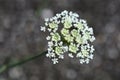 Corky-fruited water-dropwort Royalty Free Stock Photo