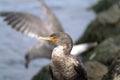 Large profile of cormorant in profile