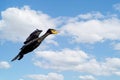Close up of Cormorant coming into land with wings braced and beak open against blue sky with white clouds Royalty Free Stock Photo