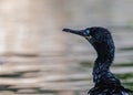 Close up of a cormorant Royalty Free Stock Photo