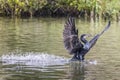 Close up of a cormorant landing on lake surface with wings spread Royalty Free Stock Photo