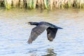 Close up of a Cormorant, Phalacrocorax carbo, flying low over the water surface Royalty Free Stock Photo