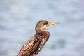 Close up cormorant
