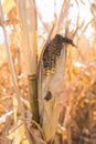 Close-up of corn cob affected by rot disease Royalty Free Stock Photo