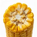 Close Up of Corn Cob End Cut on White Background Highlighting Yellow Kernels Royalty Free Stock Photo