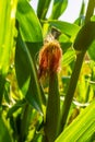 Close-up of a corn cob in the field on the trunk of a plant illuminated by sunlight. Selective focus. The business of Royalty Free Stock Photo