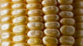 Close-up of fresh corn on the cob with juicy golden kernels Royalty Free Stock Photo