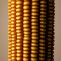 Close-up of a corn cob with tightly packed, shiny yellow kernels. The texture is smooth, Royalty Free Stock Photo