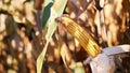 close-up, corn doll in sunshine. Corn crops on dried corn trees is prompt to harvest. selection of varieties of corn Royalty Free Stock Photo