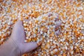 Dry peeled corn on hand Royalty Free Stock Photo