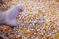 Dry peeled corn on hand Royalty Free Stock Photo