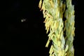 Close-up corn flower in garden Royalty Free Stock Photo