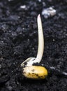 Corn germination Royalty Free Stock Photo
