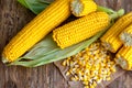 Close-up of corn grains with tasty, ripe ears of corn, isolated Royalty Free Stock Photo
