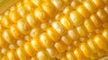 a close-up of corn kernels on a cob, highlighting the texture Royalty Free Stock Photo