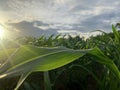 close up of corn leaves in field with blue cloud sky