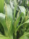 Corn or maize in organic cornfield of farm close-up view.