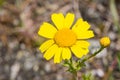 Close up of Corn Marigold Glebionis segetum blooming in San Francisco bay area, California