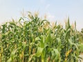 Corn plant in the garden Royalty Free Stock Photo