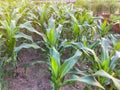 Corn plant in the garden Royalty Free Stock Photo
