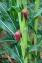 Close-up of corn plants growing in the field in summer. Royalty Free Stock Photo
