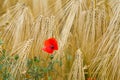 Close up of corn poppy in wheat field. Royalty Free Stock Photo