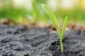 Close up of corn seedling