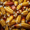 Close up of corn seeds