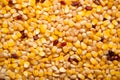 close up of corn seeds can be use as background