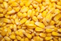 close up of corn seeds can be use as background