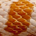 Close-up of corn snakeskin or red rat snakeskin Royalty Free Stock Photo