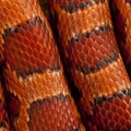 Close-up of corn snakeskin or red rat snakeskin Royalty Free Stock Photo