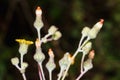 Corn sow thistle Sonchus arvensis L. buds Royalty Free Stock Photo