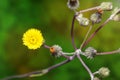 Corn sow thistle Sonchus arvensis L. flowers Royalty Free Stock Photo