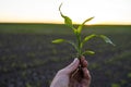 Close up of corn sprout in farmer& x27;s hand in front of field. Growing young green corn seedling sprouts in cultivated Royalty Free Stock Photo