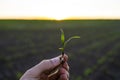 Close up of corn sprout in farmer& x27;s hand in front of field. Growing young green corn seedling sprouts in cultivated Royalty Free Stock Photo