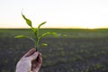 Close up of corn sprout in farmer& x27;s hand in front of field. Growing young green corn seedling sprouts in cultivated Royalty Free Stock Photo