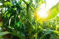 Close Up corn on the stalk in the cornfield. Closeup of corn cob ready for harvest. Corn field in sunset Royalty Free Stock Photo