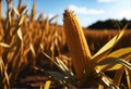 Close up of corn stalk in corn field