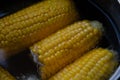 Close-up corn swings are boiled in saucepan. Royalty Free Stock Photo