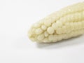 Close up Corn on white background with copy space Royalty Free Stock Photo